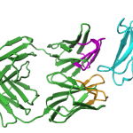 Protein map created by the author's parents