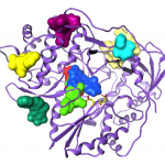 Protein map created by the author's parents